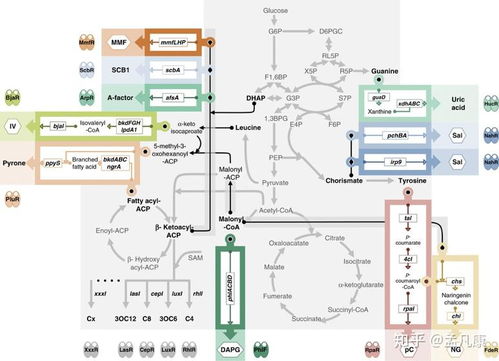 2020年合成生物學(xué)進(jìn)展回顧 技術(shù)升級(jí)驅(qū)動(dòng)領(lǐng)域跨越，通信系統(tǒng)集成帶來(lái)全新視野